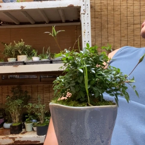 红陶一物一拍所见即所得71