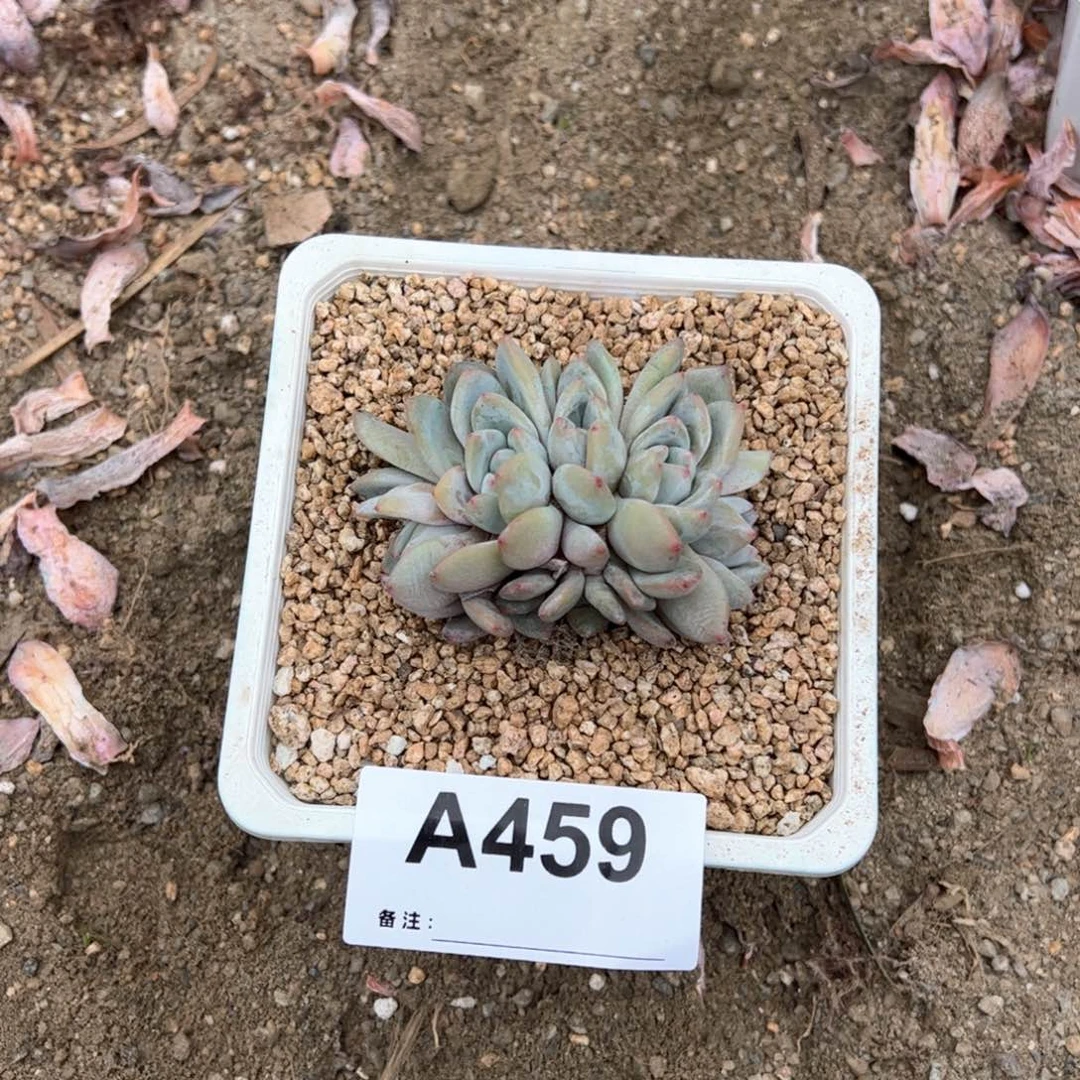 七*?459 多肉多肉多肉多肉多肉