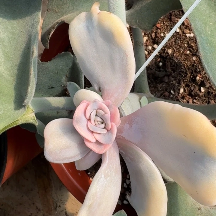 梧***下芭蕾舞者侧芽一棵好看