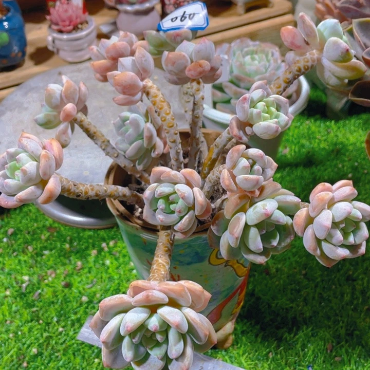 谢谢你的支持00000060