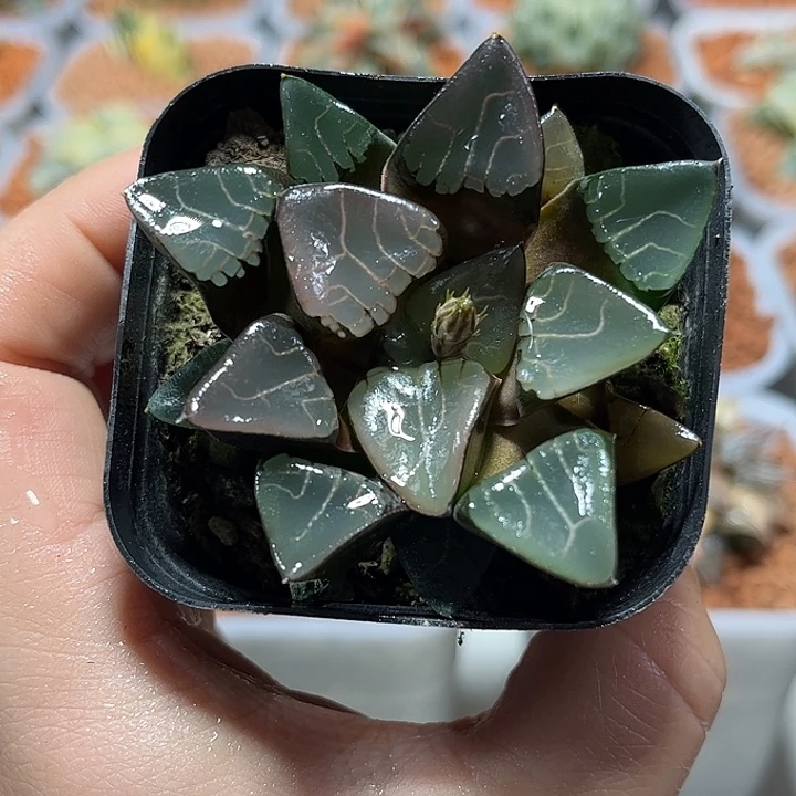 十二卷多肉木叶克