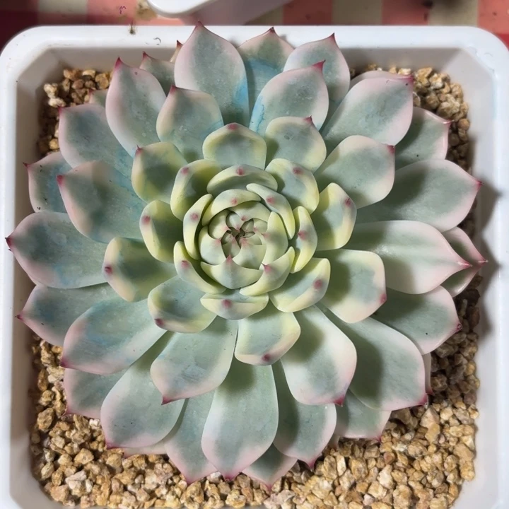 吉娃娃锦一物一拍