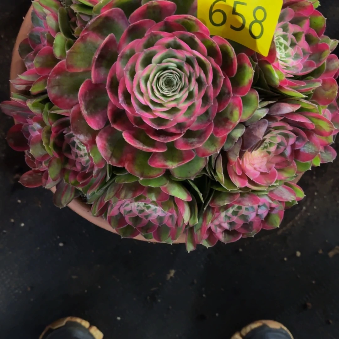 快****哈哈多肉葡萄福利来658