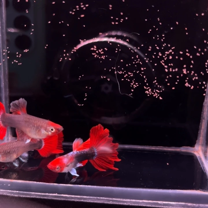 海水鱼红头折扇2对