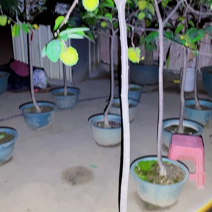 暴***子完全开放果树88888