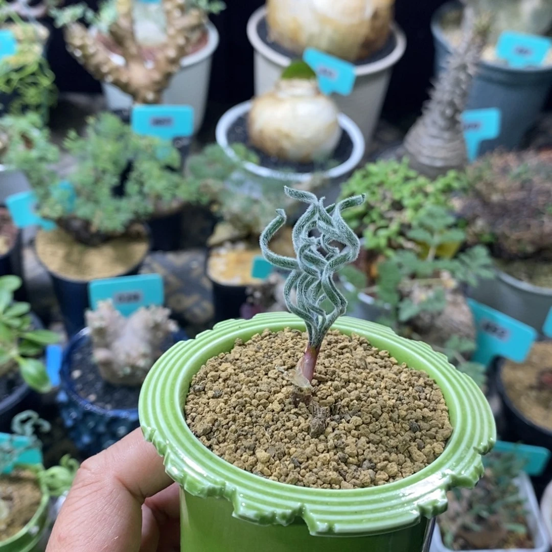 GL弹簧草产地多肉植物