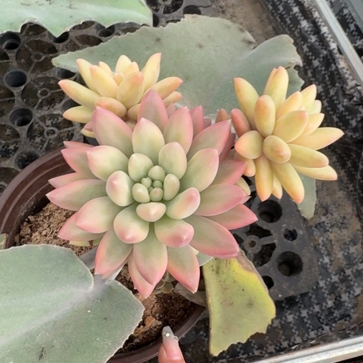 蜜桃波波一物一拍