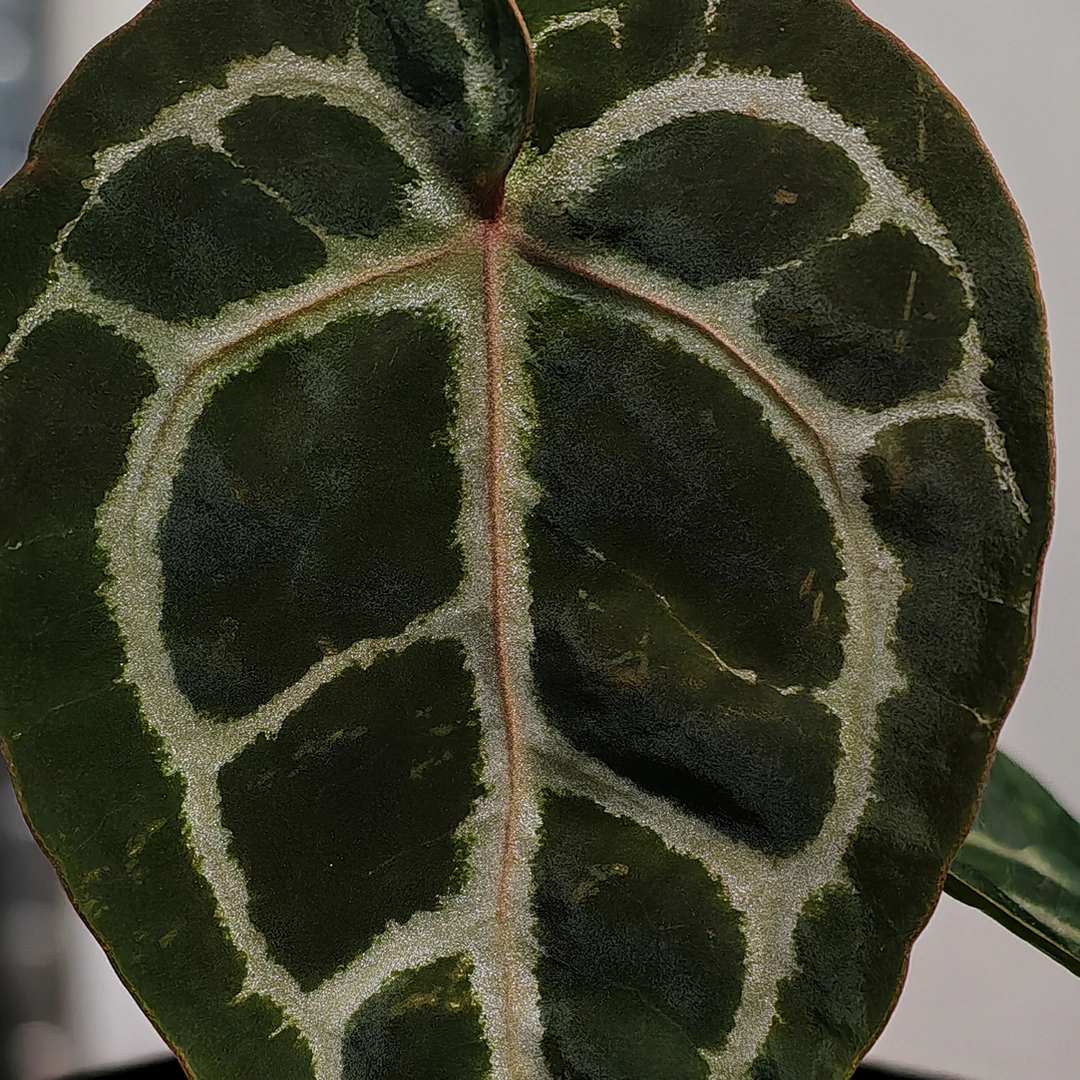 美版skg银红  X  红色骨纹  小苗