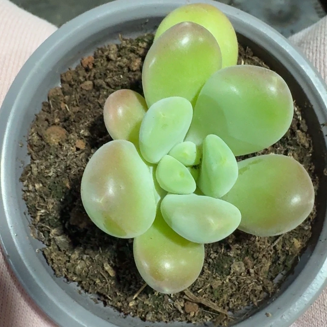 库克单头。       多肉。