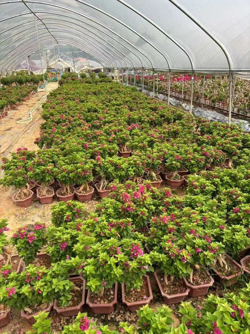 小桃红三角梅盆栽四季开花室内外种植佳品