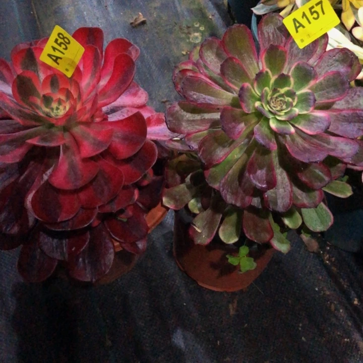 俩颗多肉15815700000000