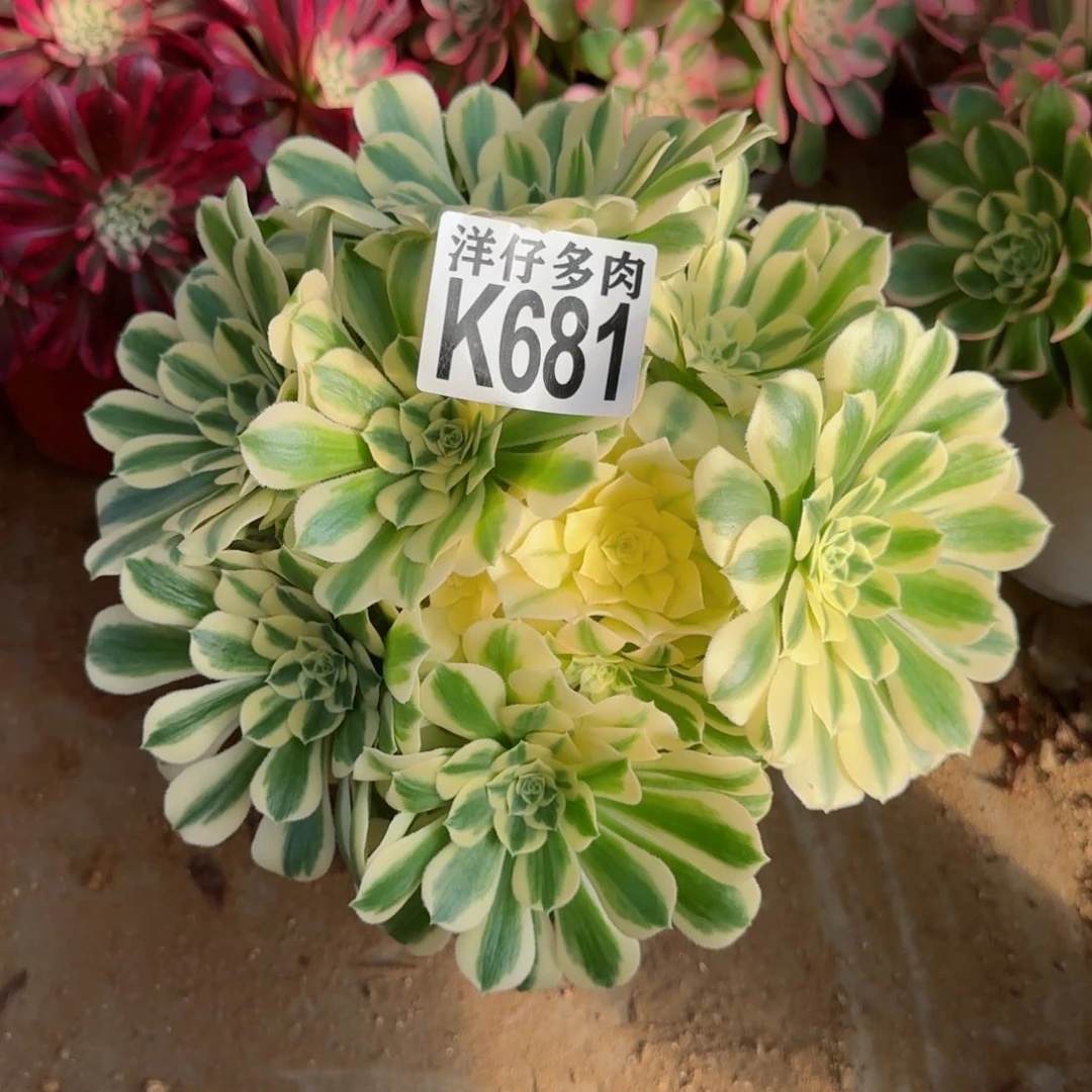 681迈巴赫法师园艺官服25左右