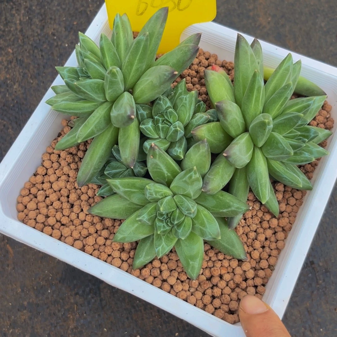 6430下午多肉植物群生