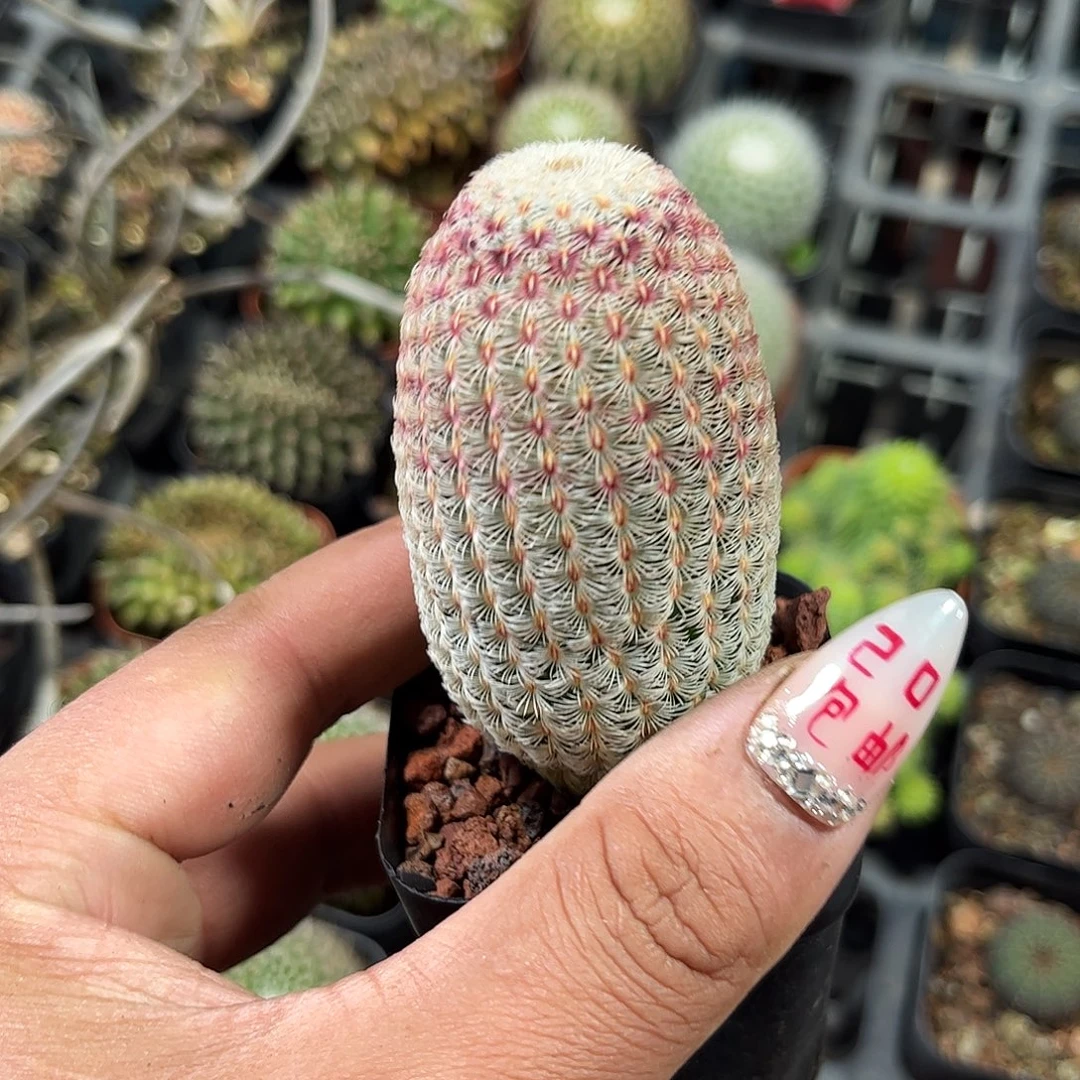 红太阳单头发货单头