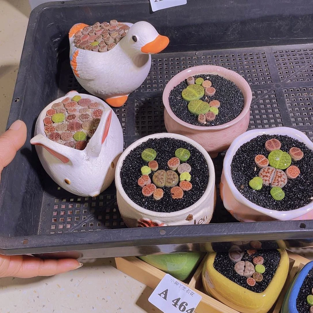 474生石花生石花生石花