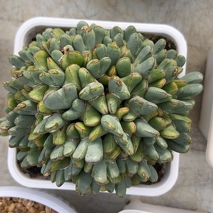 少将多肉植物白白