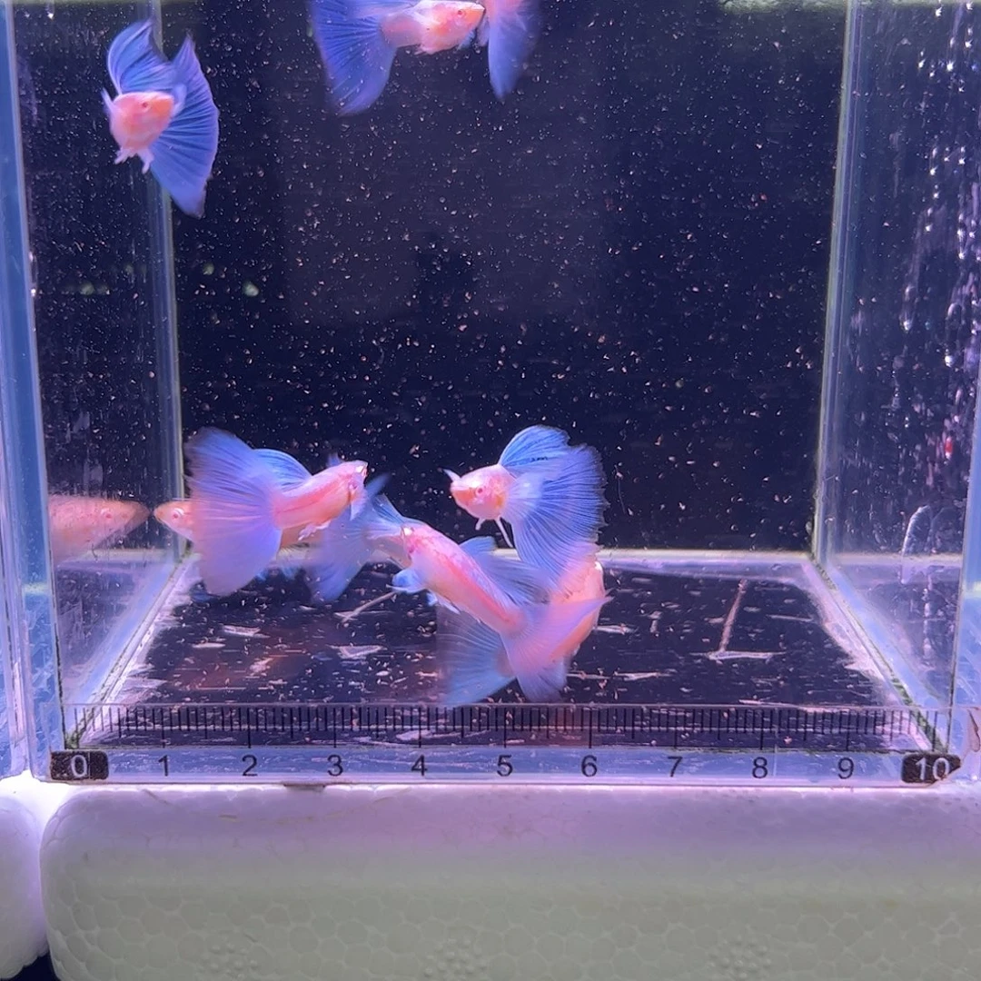 *****孔雀鱼飞船9条3母6公