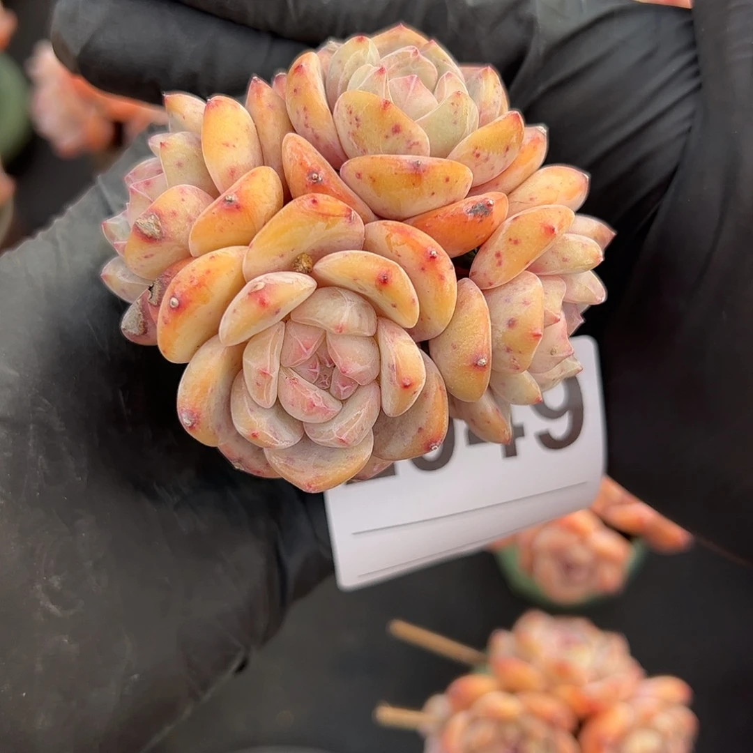 东***峡2949，四头星影带盆发的时候