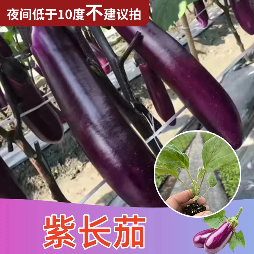 【紫长茄子】苗秧传统老品种高产早熟苗超长耐热抗病当季（带土发货）