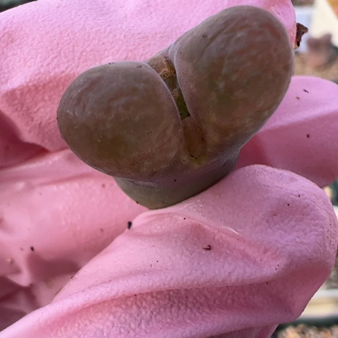 665 好看的多肉冲冲冲q