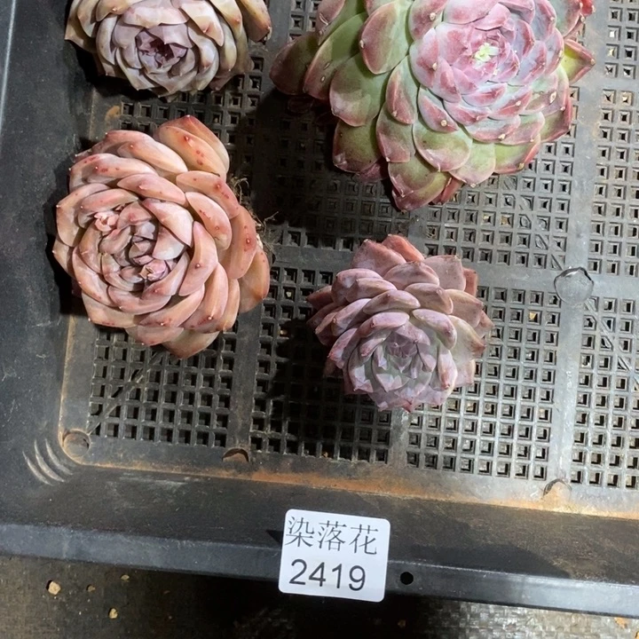 不****调精品多肉植物2419