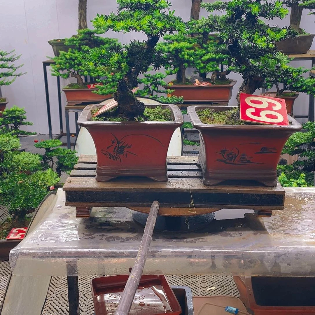 不开花植物罗汉松米叶