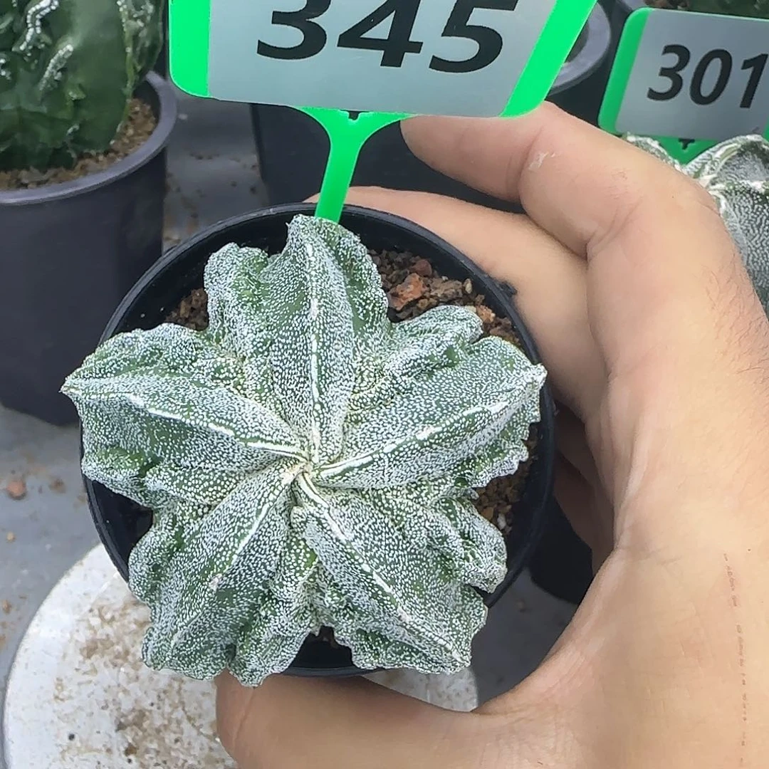 仙人球一物一拍345