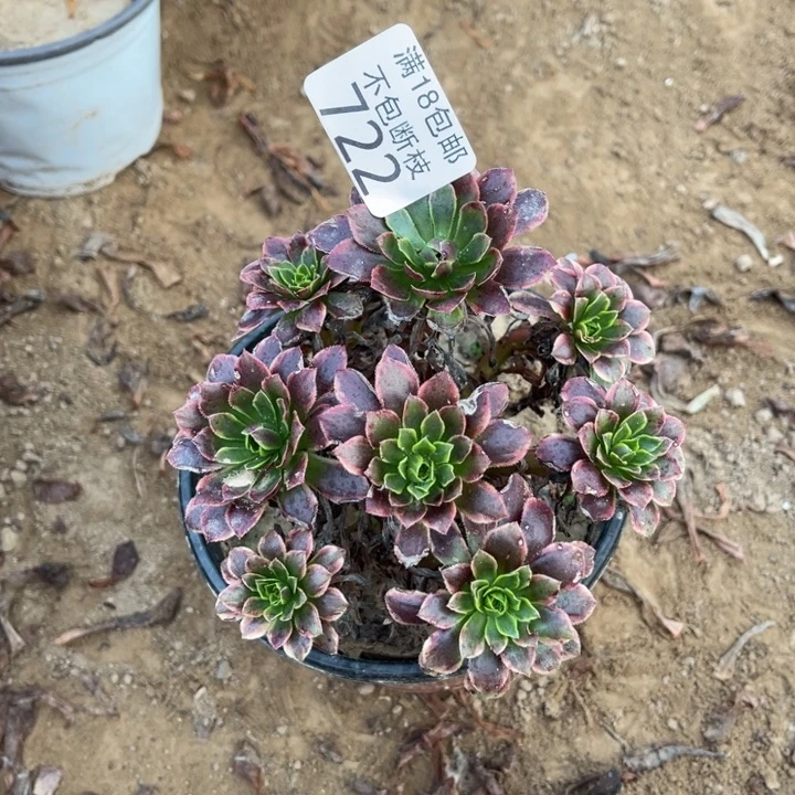 722朝霞小绣球1号棚