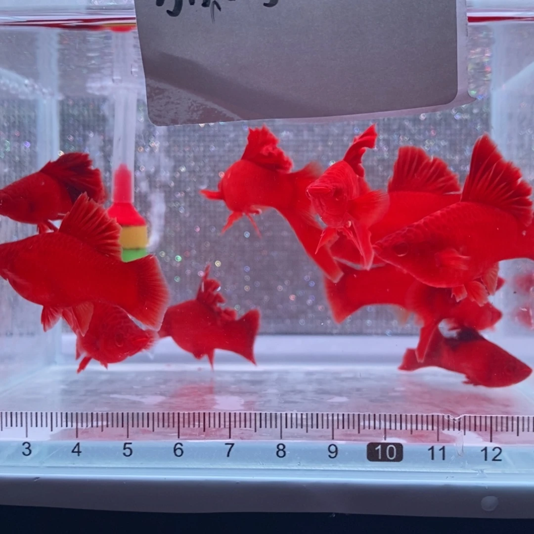 陈***谦红剑鱼高鳍红剑亚成5刀5母