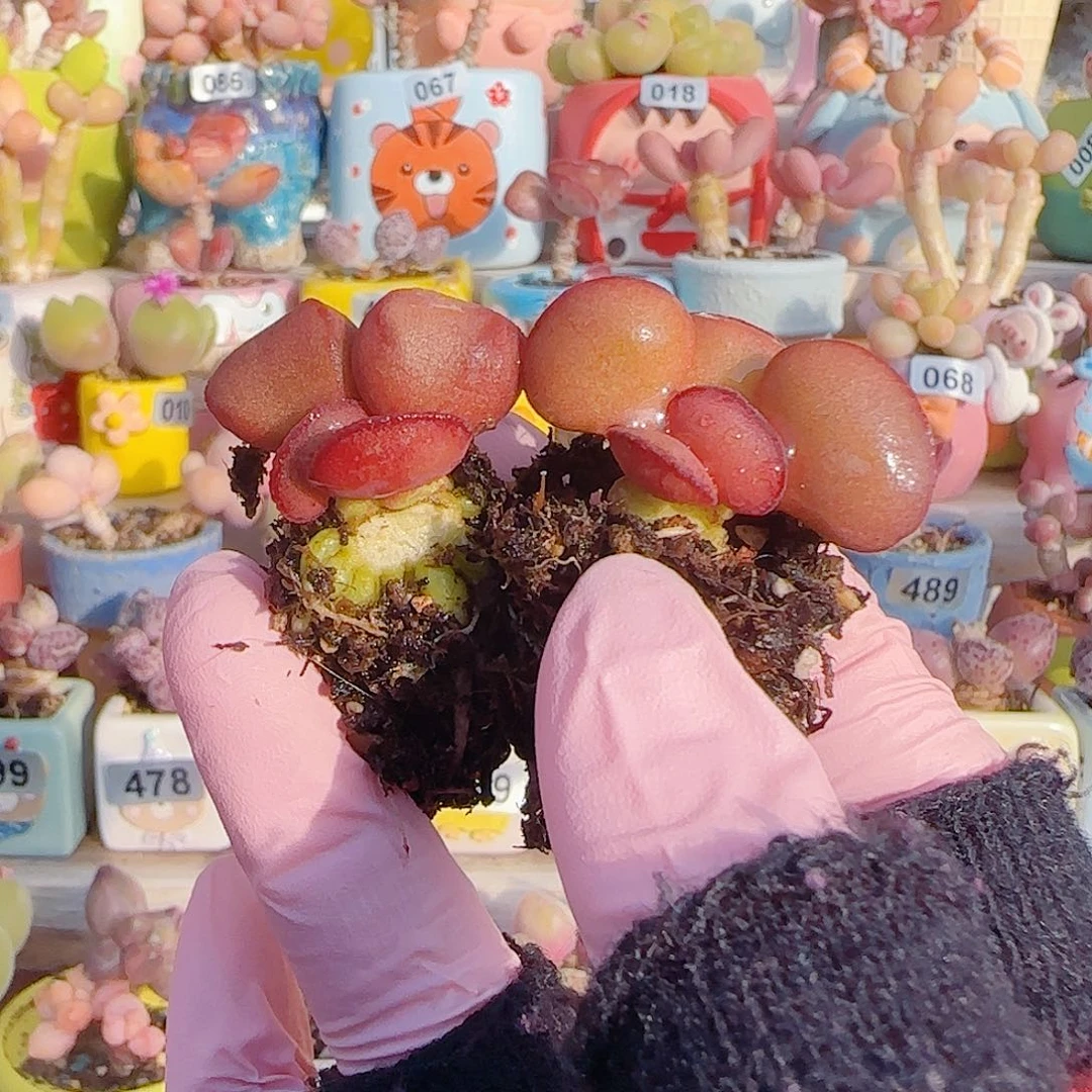 乔***儿L  两颗红蛋 带土球