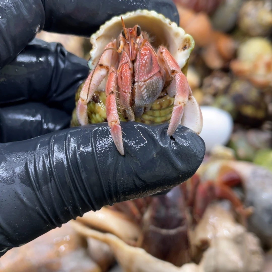 不退不换活体宠物11