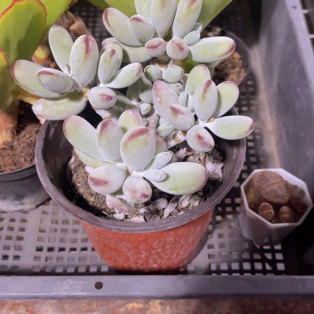 乒乓福娘多肉植物整桩
