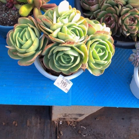 彩*1846碧桃多肉