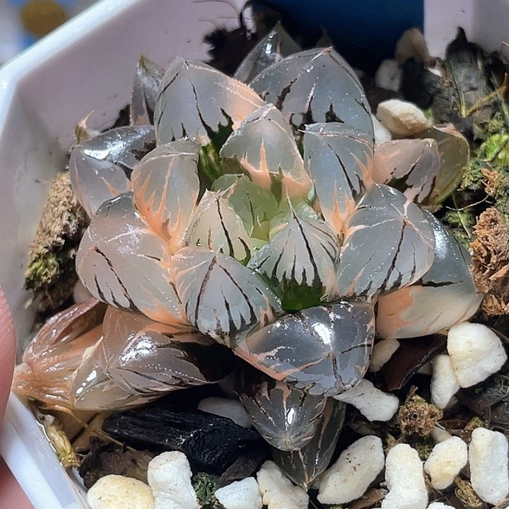 628正版水晶玉露锦福利