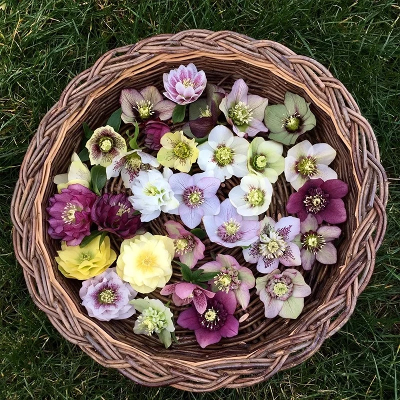 种花王大爷 铁筷子花卉盆栽花苗新手推荐阳台庭院耐寒植物常绿