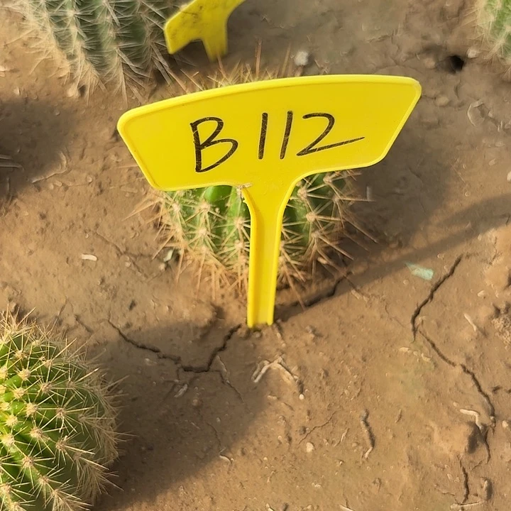 石*记B112,清清公主毛花柱