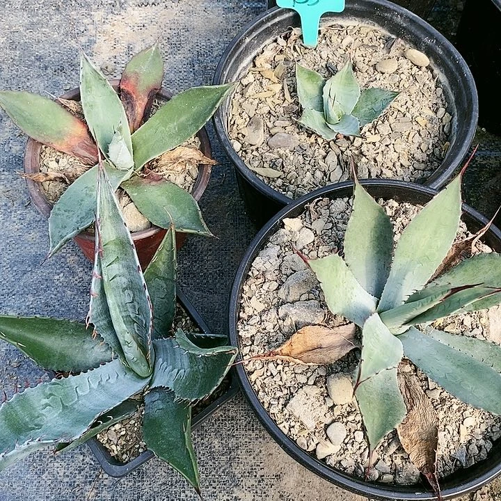 【闪购商品】无花朵龙舌兰赖光