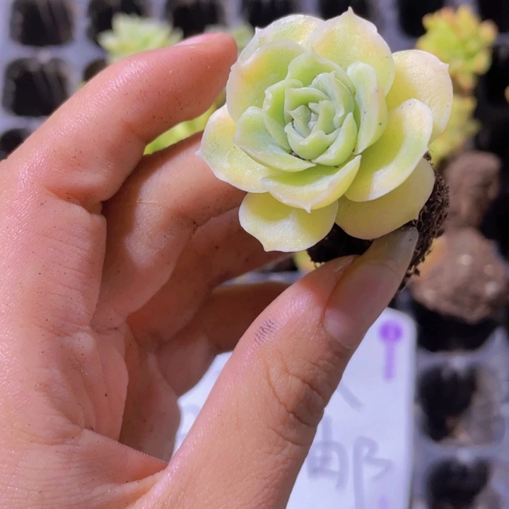 精品水晶虾饺一颗