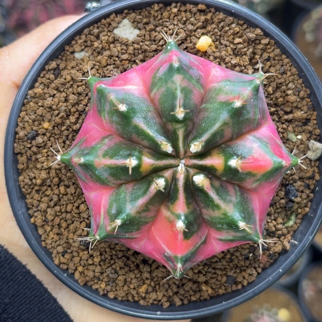 泰系米哈锦 带盆土发货