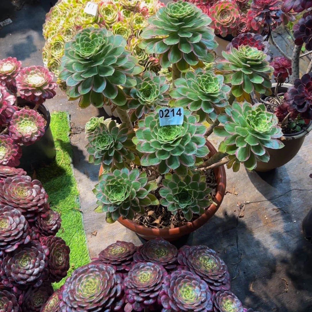 青*0214多肉法师锦1111