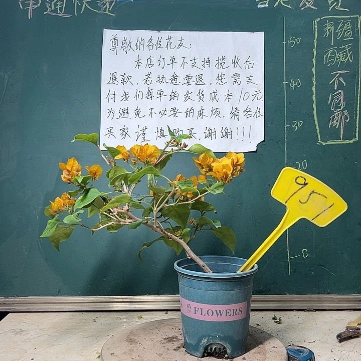 完全开放柠檬黄 造型 951