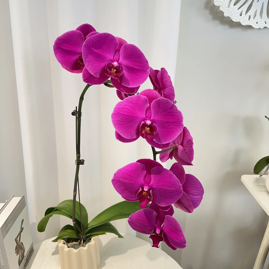 成功优选【红苹果+粉宝图】蝴蝶兰精致组盆花卉盆栽四季植物3.5