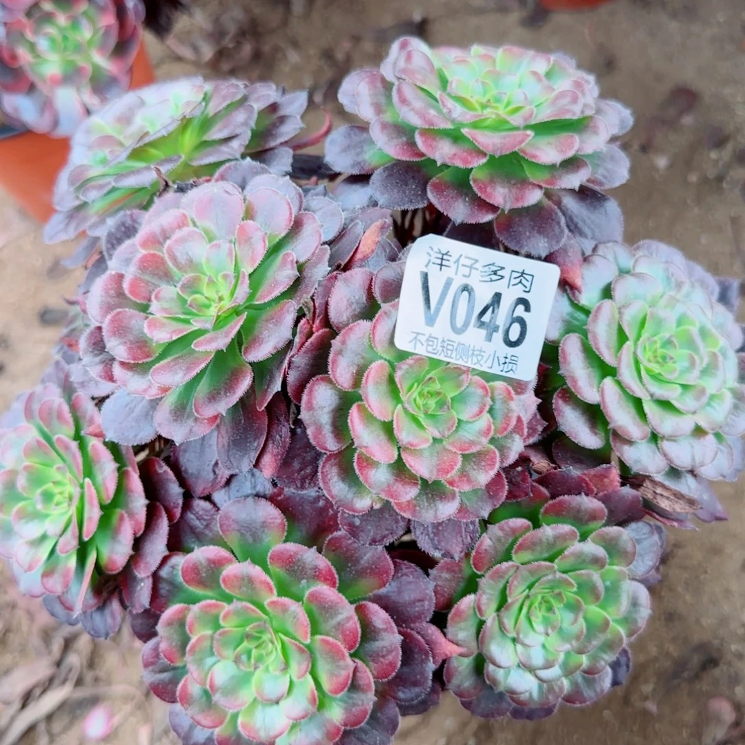 月婵法师046冠幅20