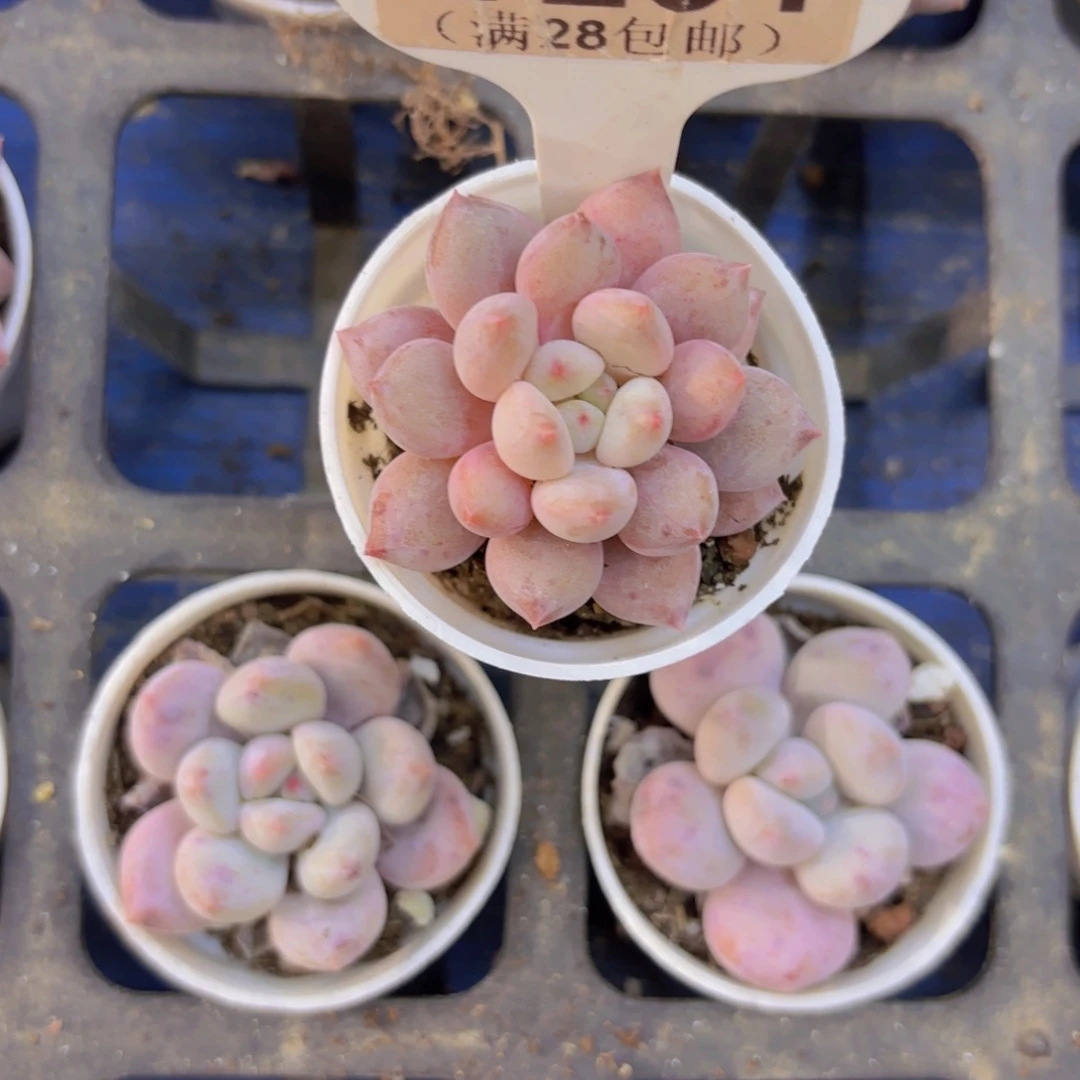 E231半夏一物一拍