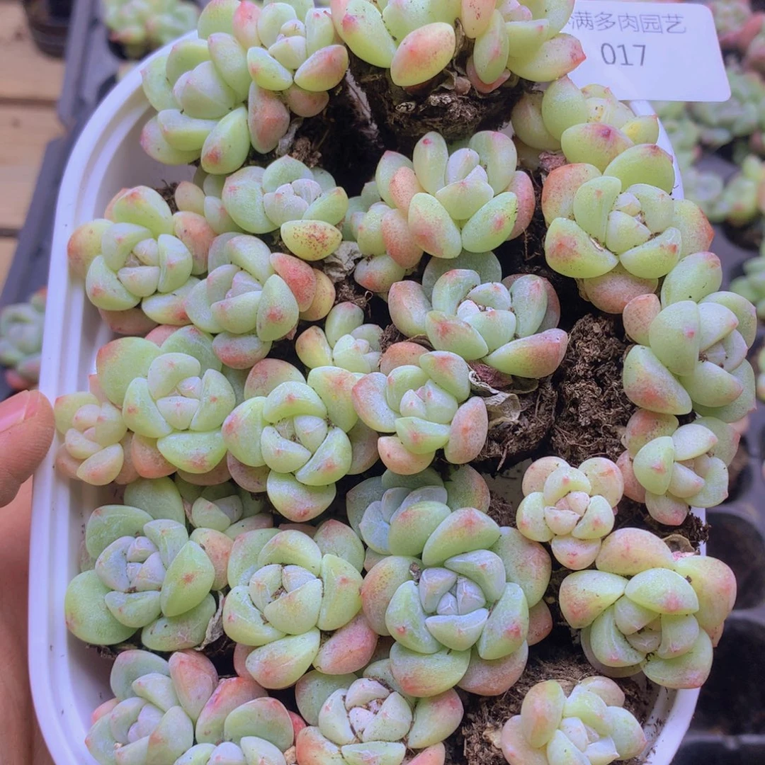 我要去看你了啊我的天啊017