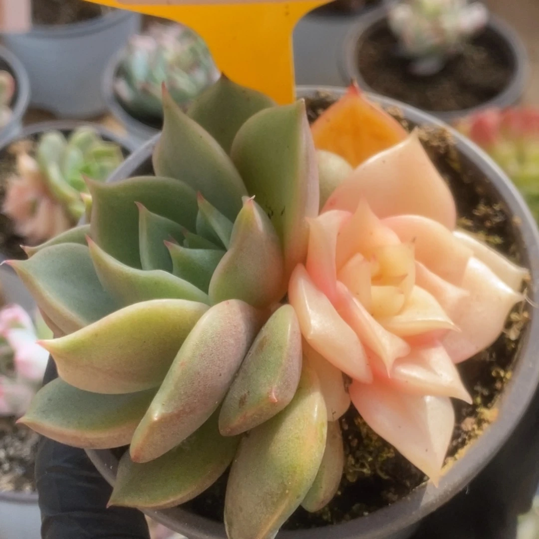 159贝加尔湖锦锦锦锦锦锦