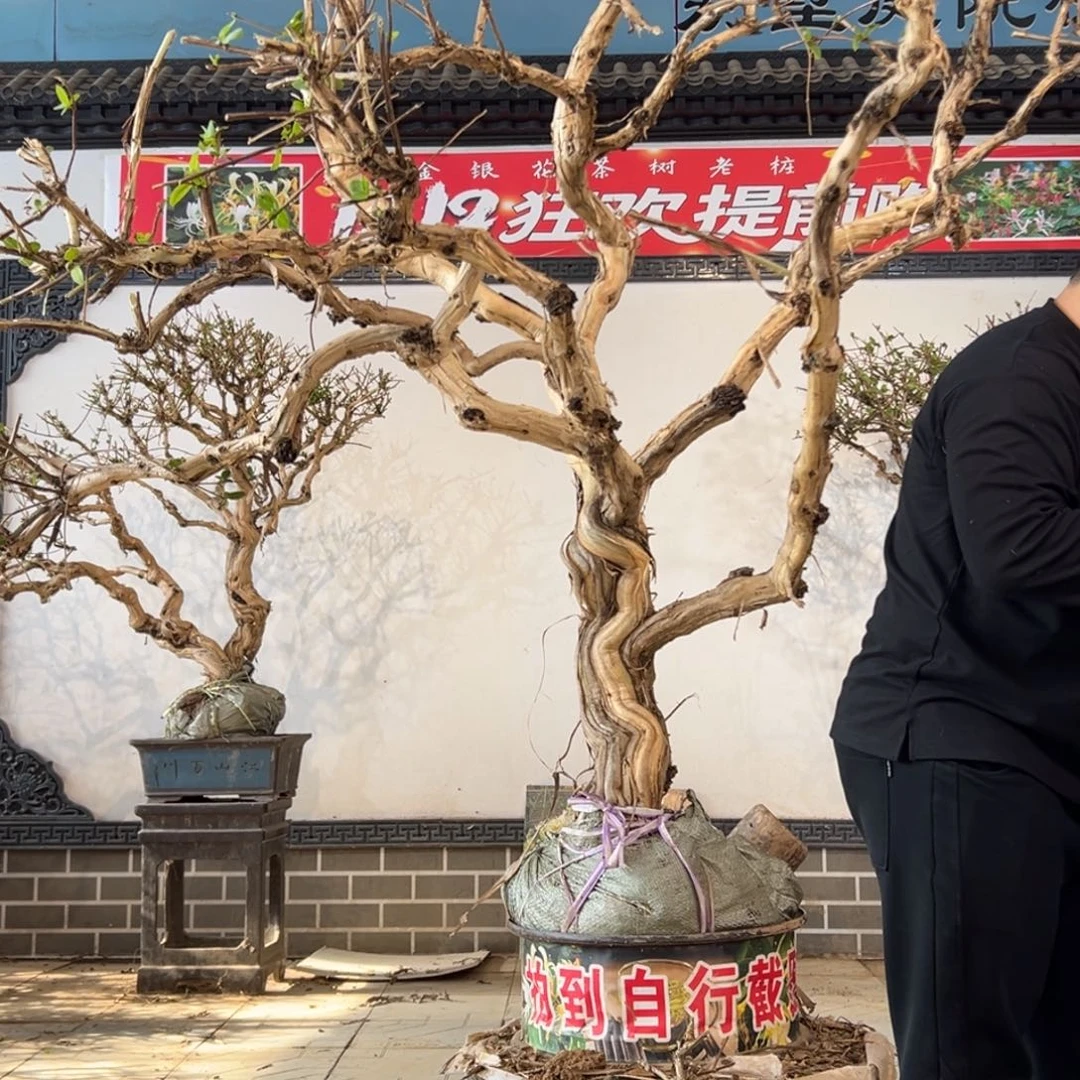 无花朵金银花9999666999999