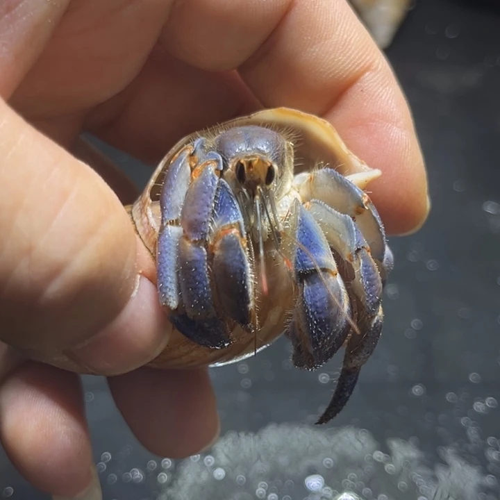 养定蜕皮出关紫陆2.3