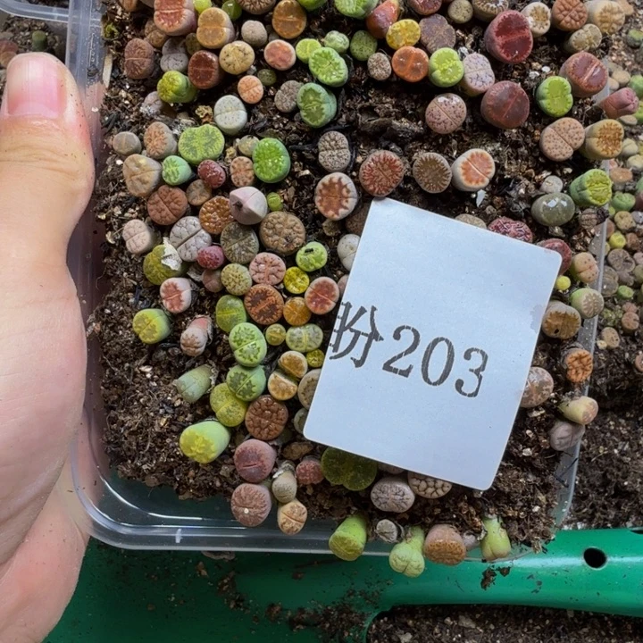 今***签多肉植物的生长发育203