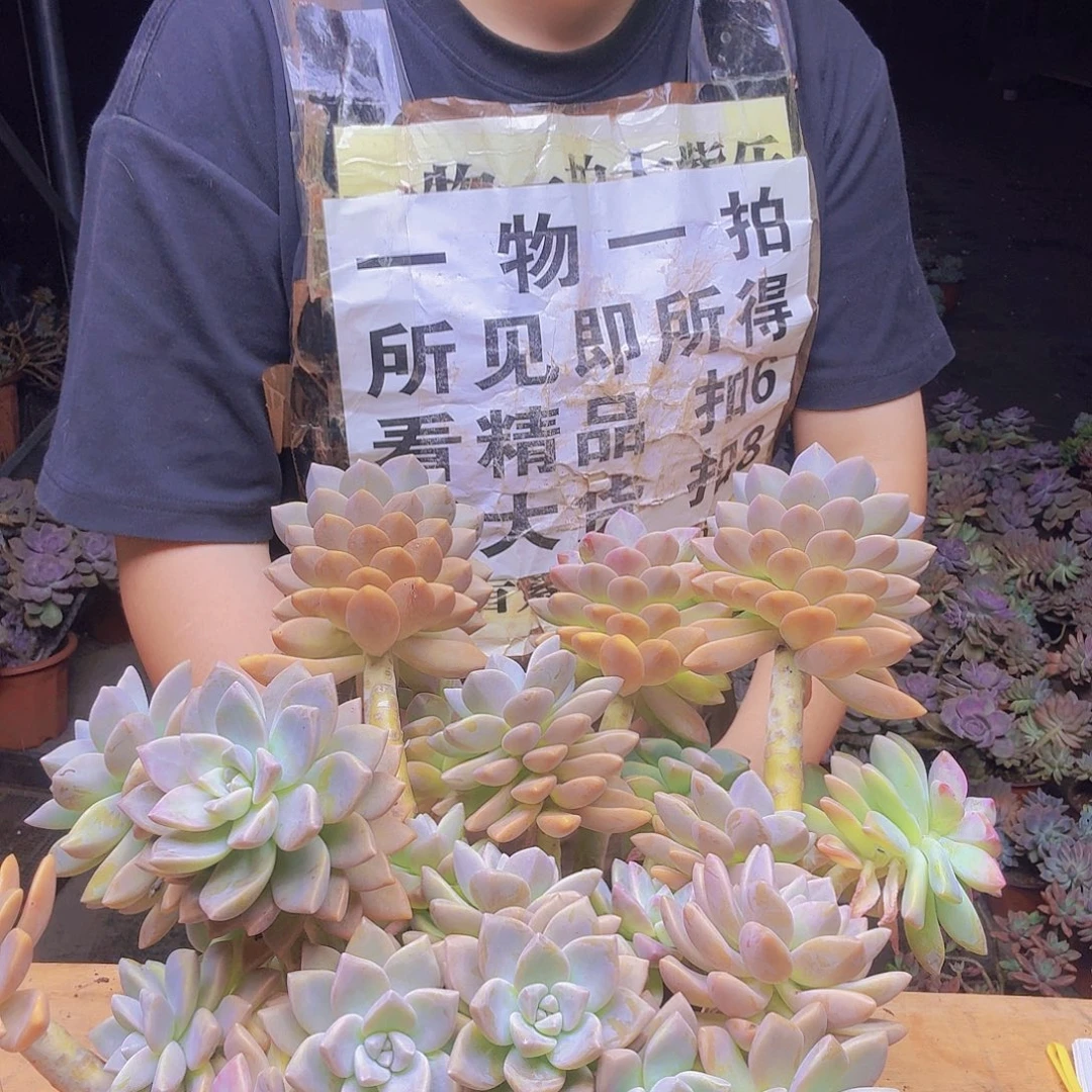 老庄蛋血遗物一拍实物以图片为准